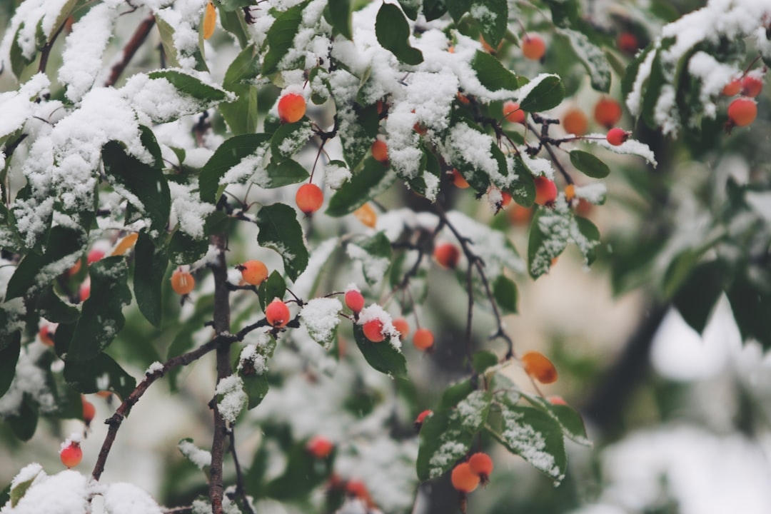 Photo Winter wedding: attire