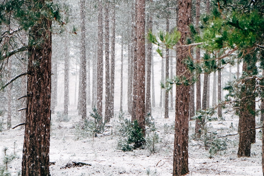 Photo Winter landscape