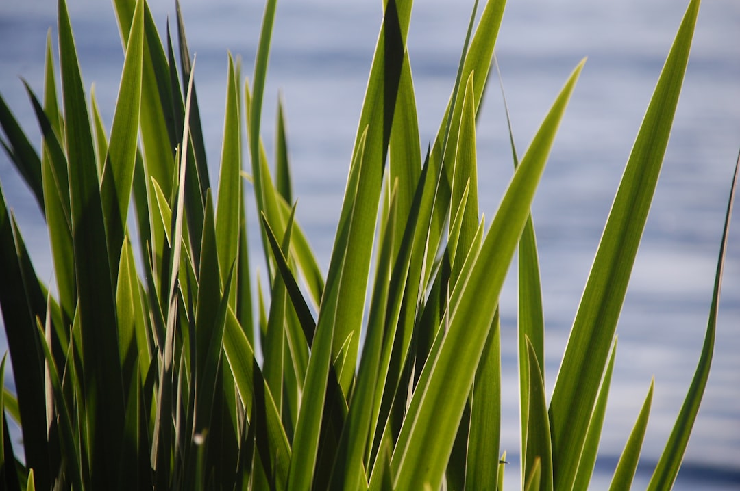 Photo Flax plant