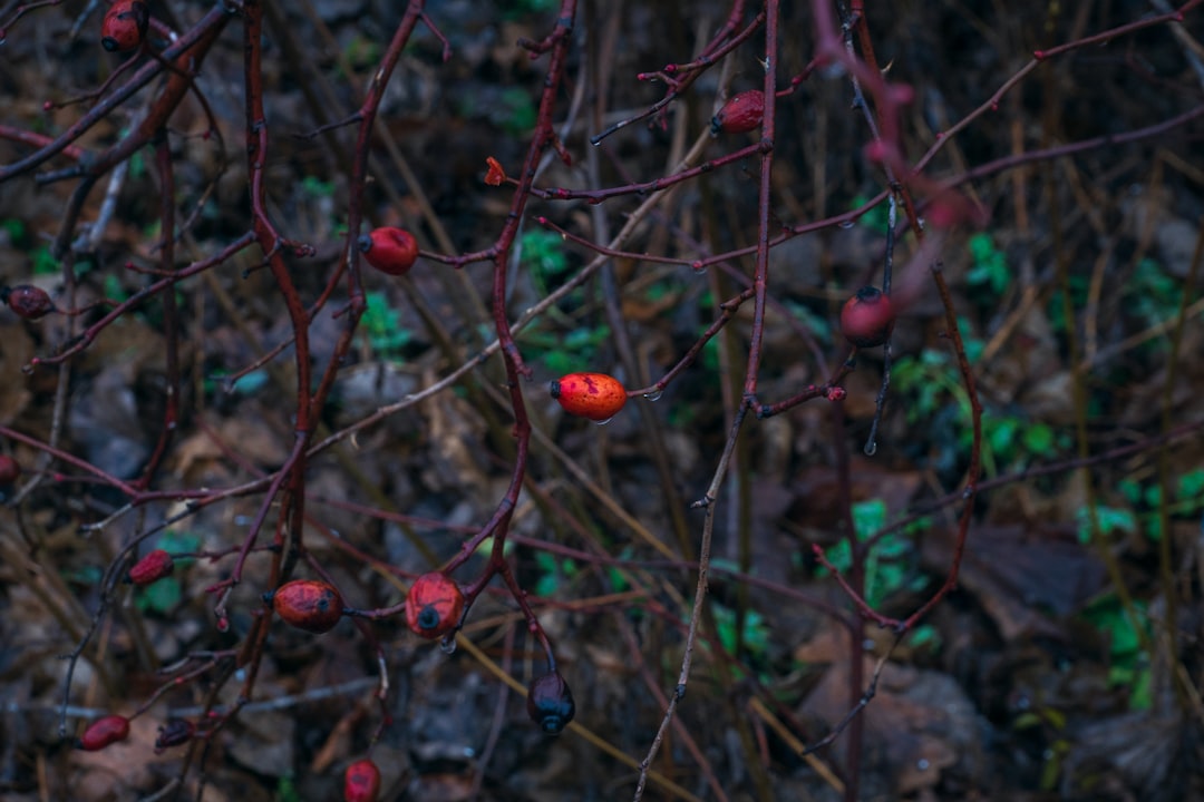 Photo shrub