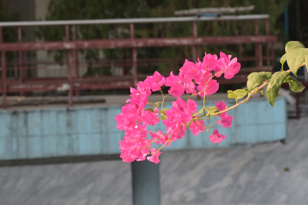 Photo shade potted flowers